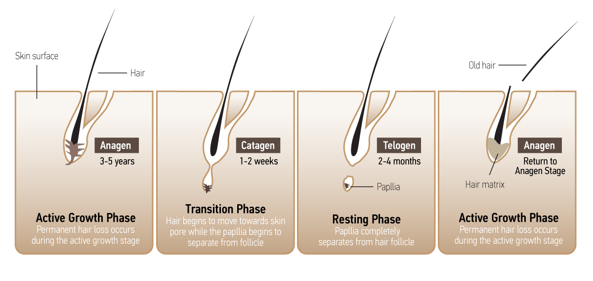 hair drug testing phases